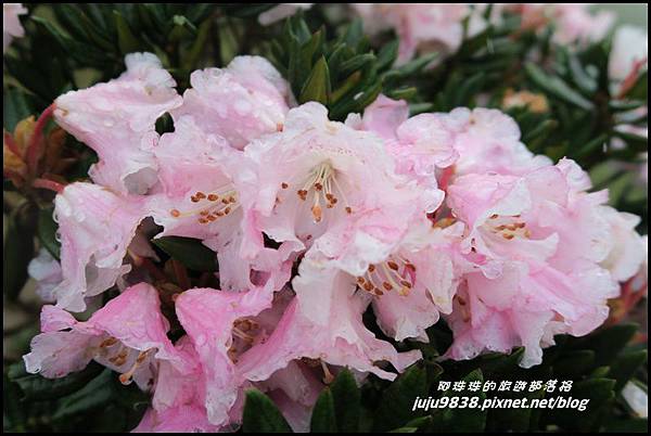 合歡東峰13.JPG 合歡東峰13.JPG