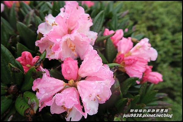 合歡東峰18.JPG 合歡東峰18.JPG