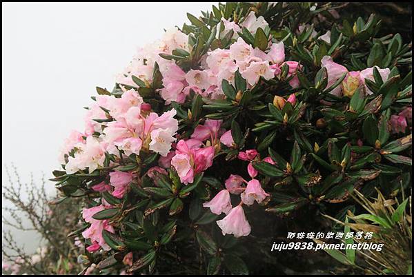 合歡東峰17.JPG 合歡東峰17.JPG