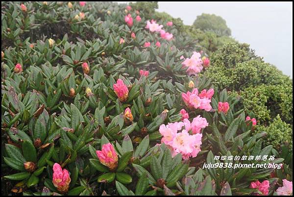 合歡東峰20.JPG 合歡東峰20.JPG