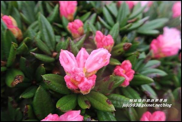 合歡東峰19.JPG 合歡東峰19.JPG