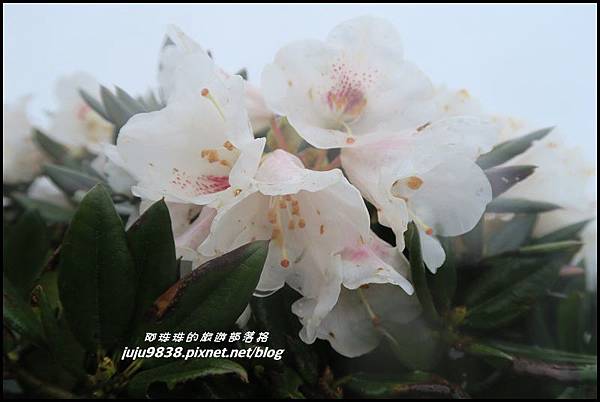 合歡東峰24.JPG 合歡東峰24.JPG