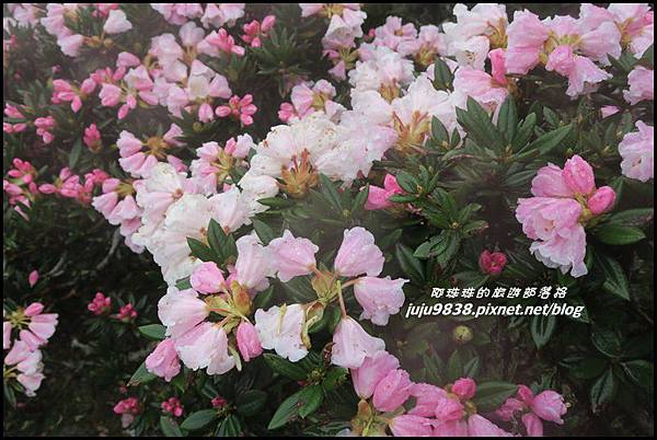 合歡東峰27.JPG 合歡東峰27.JPG