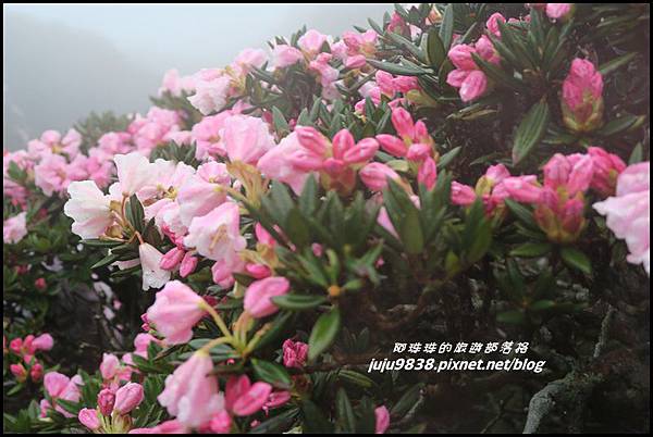 合歡東峰28.JPG 合歡東峰28.JPG