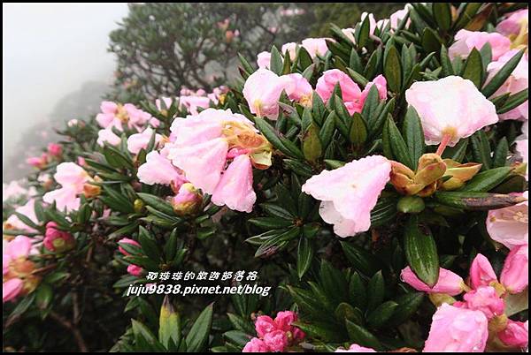 合歡東峰32.JPG 合歡東峰32.JPG