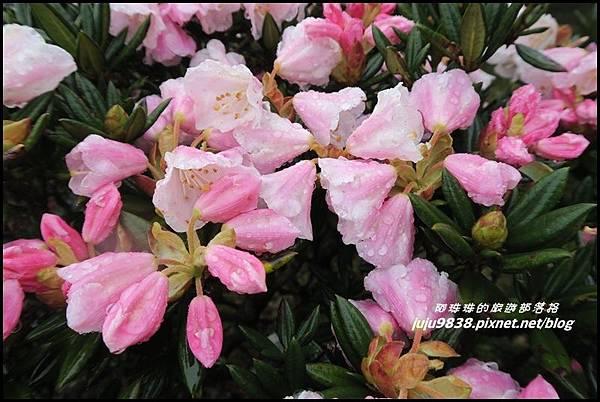 合歡東峰33.JPG 合歡東峰33.JPG