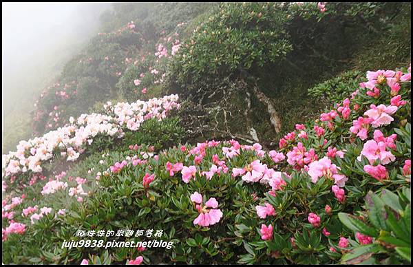 合歡東峰35.JPG 合歡東峰35.JPG