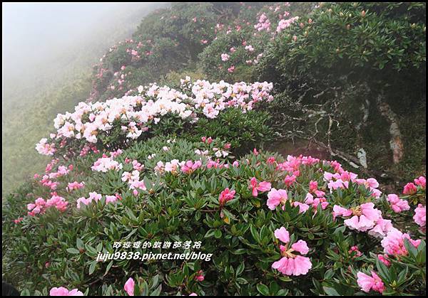 合歡東峰36.JPG 合歡東峰36.JPG