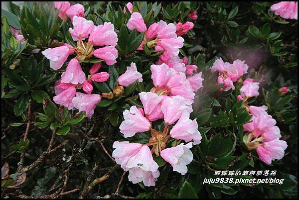 合歡東峰37.JPG 合歡東峰37.JPG