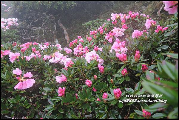 合歡東峰40.JPG 合歡東峰40.JPG