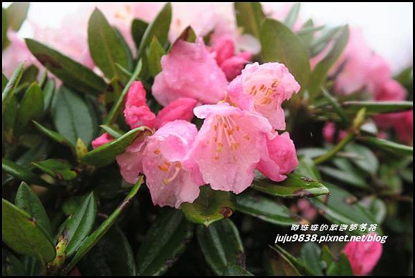 合歡東峰42.JPG 合歡東峰42.JPG