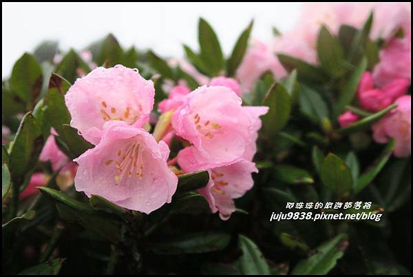 合歡東峰41.JPG 合歡東峰41.JPG