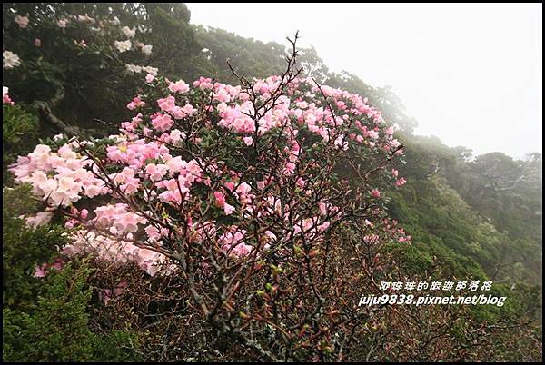 合歡東峰43.JPG 合歡東峰43.JPG