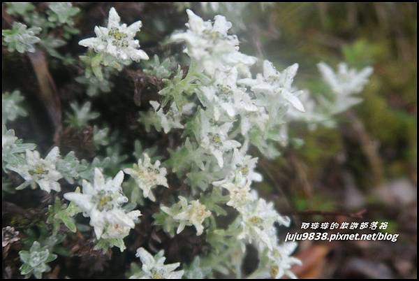 合歡東峰48.JPG 合歡東峰48.JPG