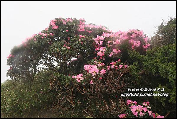 合歡東峰50.JPG 合歡東峰50.JPG