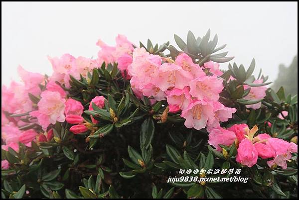 合歡東峰51.JPG 合歡東峰51.JPG