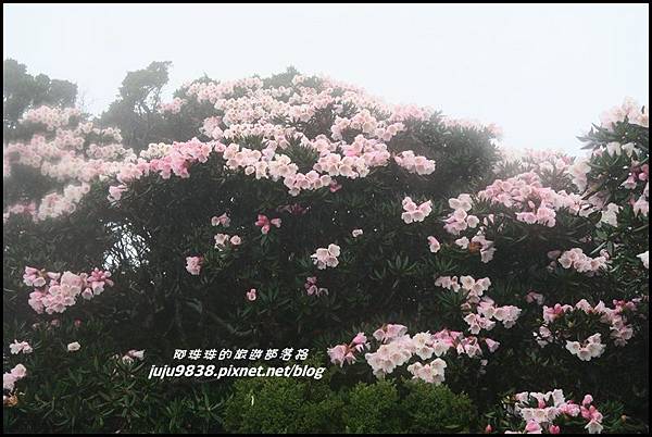 合歡東峰53.JPG 合歡東峰53.JPG