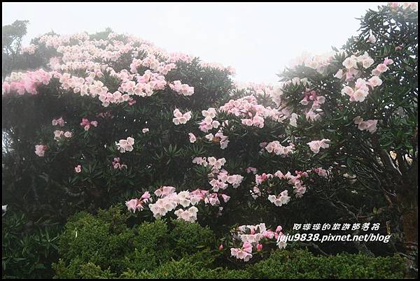 合歡東峰54.JPG 合歡東峰54.JPG