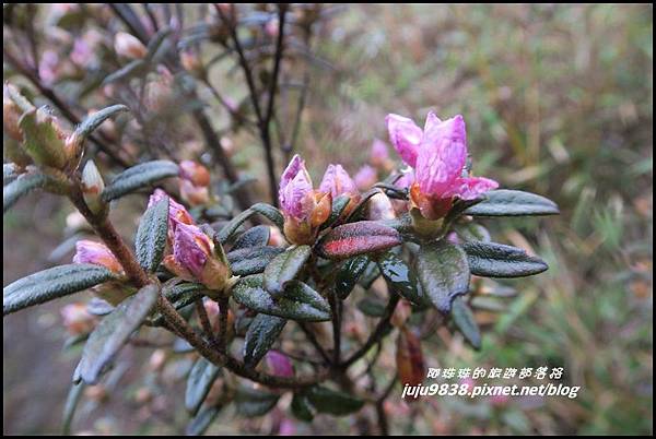 小奇萊步道6.JPG 小奇萊步道6.JPG