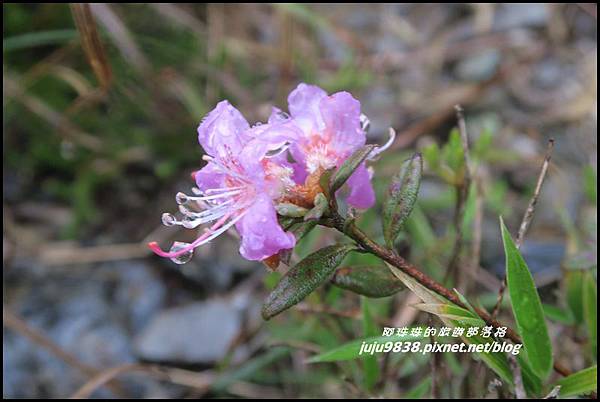 小奇萊步道9.JPG 小奇萊步道9.JPG