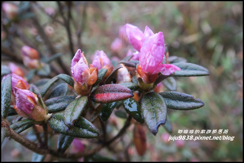 小奇萊步道7.JPG 小奇萊步道7.JPG