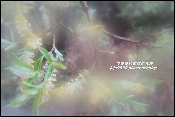 小奇萊步道12.JPG 小奇萊步道12.JPG