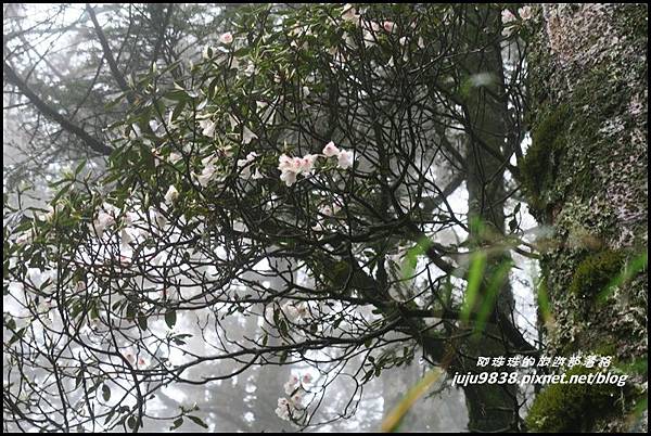 小奇萊步道14.JPG 小奇萊步道14.JPG