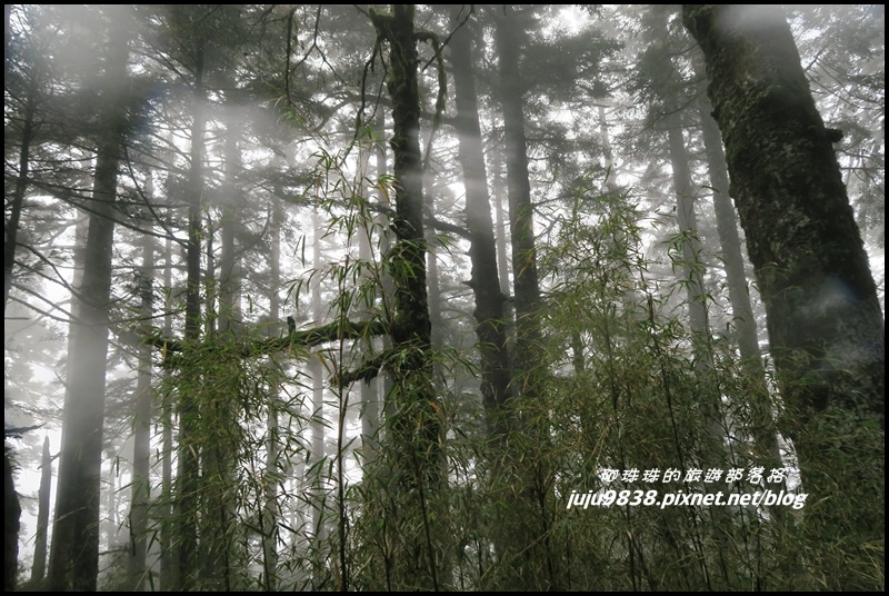 小奇萊步道15.JPG 小奇萊步道15.JPG