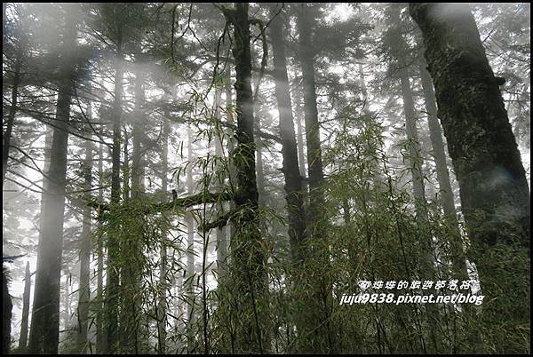 小奇萊步道15.JPG 小奇萊步道15.JPG