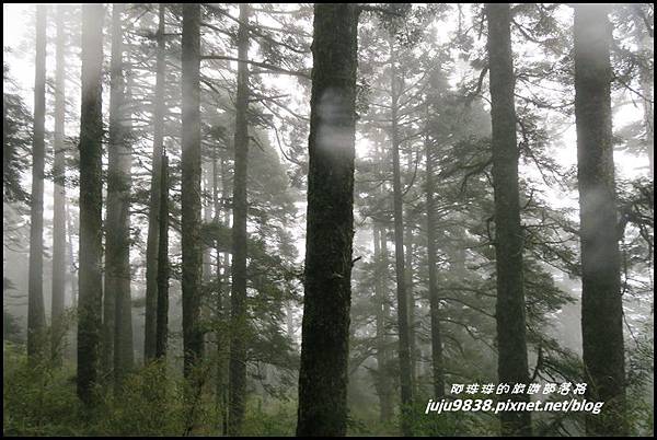 小奇萊步道17.JPG 小奇萊步道17.JPG