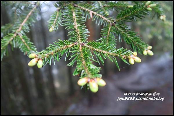 小奇萊步道18.JPG 小奇萊步道18.JPG