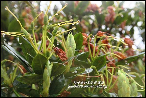 小奇萊步道21.JPG 小奇萊步道21.JPG