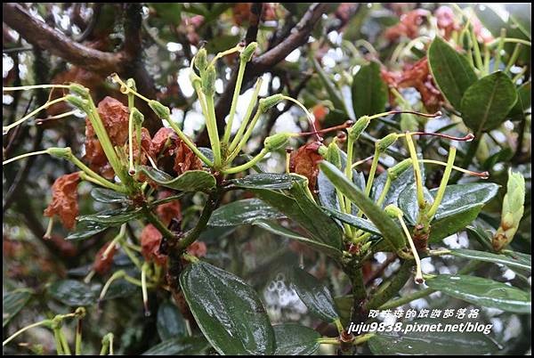 小奇萊步道20.JPG 小奇萊步道20.JPG