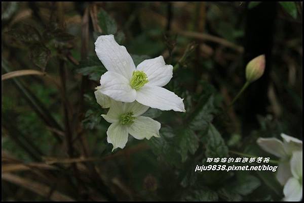 小奇萊步道24.JPG 小奇萊步道24.JPG