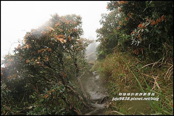 小奇萊步道26.JPG