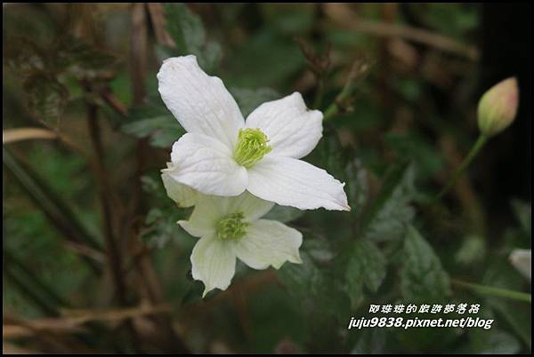 小奇萊步道25.JPG 小奇萊步道25.JPG