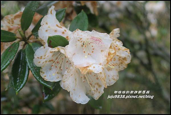 小奇萊步道28.JPG 小奇萊步道28.JPG