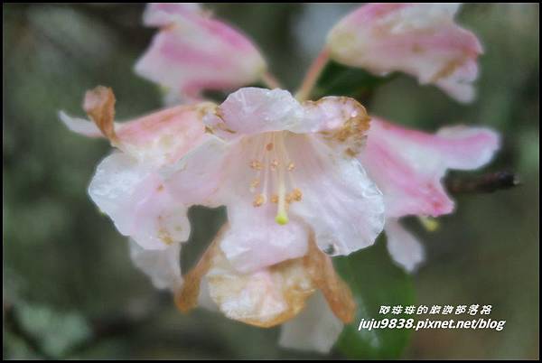 小奇萊步道27.JPG 小奇萊步道27.JPG