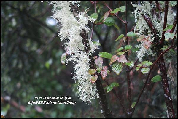 小奇萊步道30.JPG 小奇萊步道30.JPG