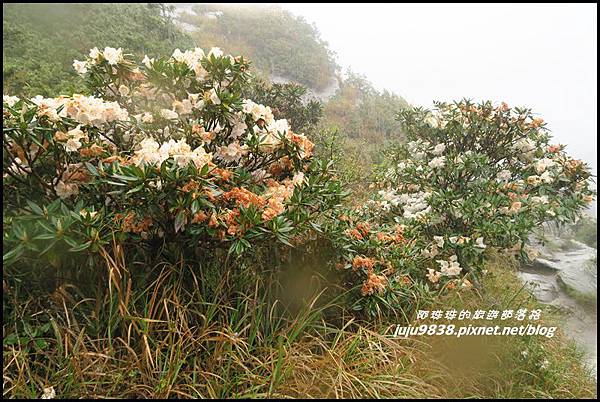 小奇萊步道29.JPG