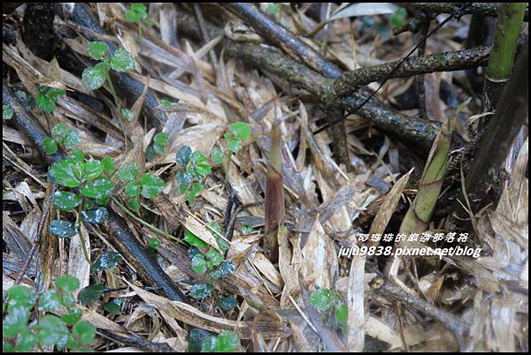 小奇萊步道35.JPG 小奇萊步道35.JPG