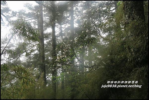 小奇萊步道40.JPG 小奇萊步道40.JPG