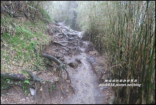 小奇萊步道39.JPG