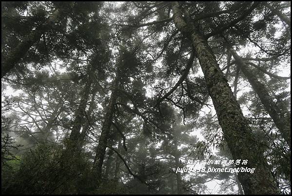 小奇萊步道43.JPG 小奇萊步道43.JPG