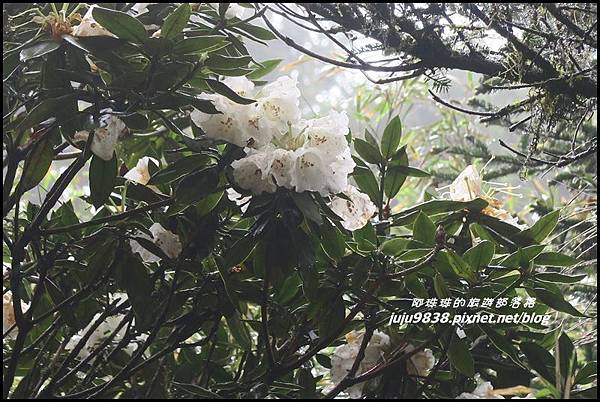 小奇萊步道45.JPG 小奇萊步道45.JPG