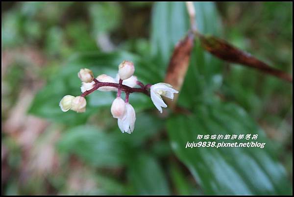 小奇萊步道46.JPG 小奇萊步道46.JPG