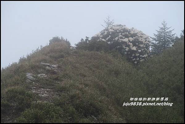 小奇萊步道59.JPG 小奇萊步道59.JPG