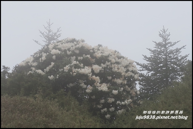 小奇萊步道60.JPG 小奇萊步道60.JPG