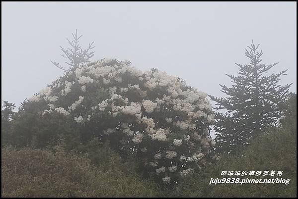 小奇萊步道60.JPG 小奇萊步道60.JPG