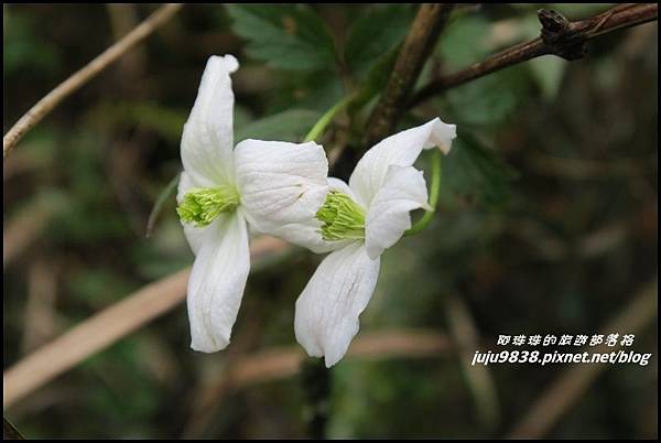 小奇萊步道64.JPG 小奇萊步道64.JPG